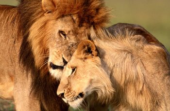 Copenhagen Zoo kills 4 lions, weeks after shooting giraffe